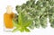 Ricinus communis - Castor oil bottle with castor fruits, seeds and leaf