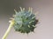 Ricinus communis castor oil plant shrub with large green leaves fruits with thorns and small light yellow flowers on defocused