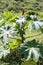 Ricinus communis flower with green tree. Green castor oil plant in the field. Medical castor oil tree