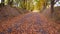 Ride in colorful alley. Autumn forest scenery with road of fall leaves and warm light illumining the golden foliage