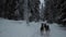 Ride with dogsled in winter forest