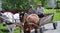 A ride on a street carries a couple of horses and people