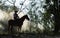 Rider as cowboy outfit costume with a horses and a gun held in the hand against smoke and sunset