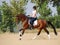 Rider on bay dressage horse, going gallop
