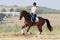 Rider on bay dressage horse, going gallop