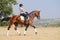 Rider on bay dressage horse, going trot