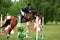 Rider on bay horse jumping obstacle at Concours Hippique show