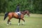 Rider on bay horse trotting on green at Concours Hippique show