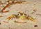 Rider crab Ocypode ceratophthalmus