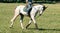Rider on dressage horse on green field on sunny day. Equestrian sport. Side view