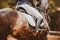 A rider gallops in the saddle on a dappled gray horse on a summer day. Equestrian sports and horse riding. Photo of a horse