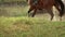 Rider with horse crossing water