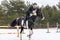 A rider on a horse jumps over the barrier in the arena in winter. A girl in black clothes sits on a gelding. Background of spruce