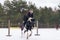 A rider on a horse jumps over the barrier in the arena in winter. A girl in black clothes sits on a gelding. Background of spruce
