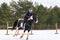 A rider on a horse jumps over the barrier in the arena in winter. A girl in black clothes sits on a gelding. Background of spruce