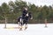 A rider on a horse jumps over the barrier in the arena in winter. A girl in black clothes sits on a gelding. Background of spruce