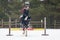 A rider on a horse jumps over the barrier in the arena in winter. A girl in black clothes sits on a gelding. Background of spruce