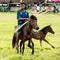 Rider on horse with lasso and spear at Pasola Festival, Kodi, Sumba Island, Nusa Tenggara