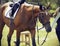 Rider leads a bridle horse, dressed in ammunition for equestrian sports