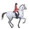 Rider man and dapple grey horse on white. Horseman in red jacket on stallion.