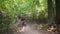 Rider in protective gear on a motorcycle rides through the dense forest