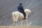 Rider rides on an Icelandic horse against a mountain landscape