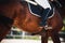 A rider sits in the saddle on a chestnut sports racehorse. The horse gallops quickly, its tail flapping in the wind. Horseback