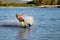 Rider wakeboarding in the cable wake park Merkur