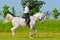 Rider on white arabian horse