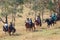 Riders Arrive For The Re-Enactment At The Man From Snowy River Bush Festival 2019