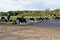 Riders crossing the river Ewenny - Ogmore Castle