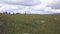 Riders on horseback. Clip. Summer pastures in an intermontane valley. People on horseback in green meadow