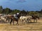riders take to the swamps of DoÃ±ana National Park, in southern Spain, for a roundup of wild horses