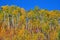 Ridge of aspen trees display Fall Colors in Colorado