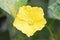 Ridge Gourd Yellow Flower