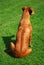 Ridge of Rhodesian Ridgeback