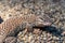 Ridge-tailed monitor lizard