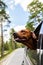 Ridgeback dog enjoying ride in car looking out of window