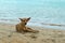 Ridgeback Phu Quoc dog on the island beach. Dog Phu Quoc. Vietnam. Natural background