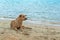 Ridgeback Phu Quoc dog on the island beach. Dog Phu Quoc. Vietnam. Natural background