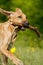 Ridgeback puppy