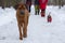 Ridgeback on a walk in a winter park with dachshunds