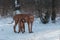 Ridgebacks on the snow