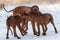 Ridgebacks on the snow