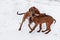 Ridgebacks on the snow