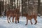 Ridgebacks on the snow