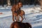 Ridgebacks on the snow