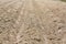 The ridges and furrows of a newly planted potato field