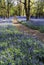 The Ridgeway path through Bluebell Wood Pitstone Hill The Chilterns Buckinghamshire Home Counties En