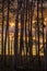 RIDGWAY, COLORADO - Aspens at Sunset, Hastings Mesa Colorado near. Trunk, beautiful